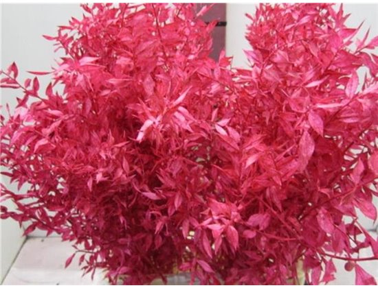 Ruskus A Bleached Cerise c3706