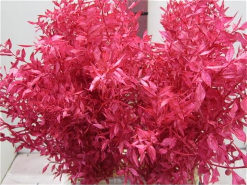 Ruskus A Bleached Cerise c3706