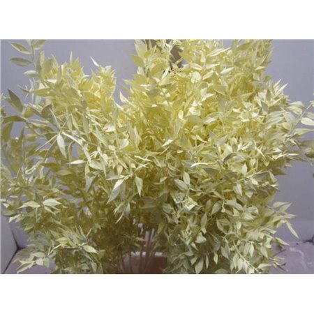 Ruskus A Bleached Cerise c3707