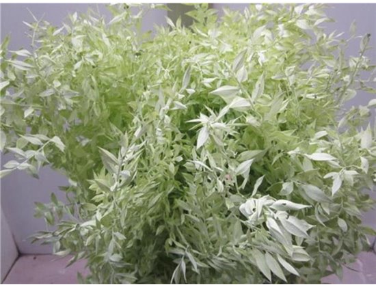 Ruskus A Bleached Light Green c3709