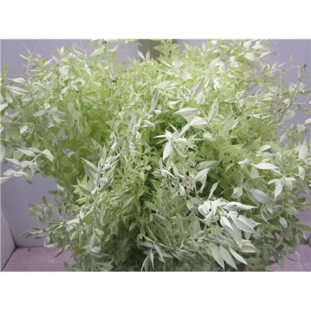 Ruskus A Bleached Light Green c3709