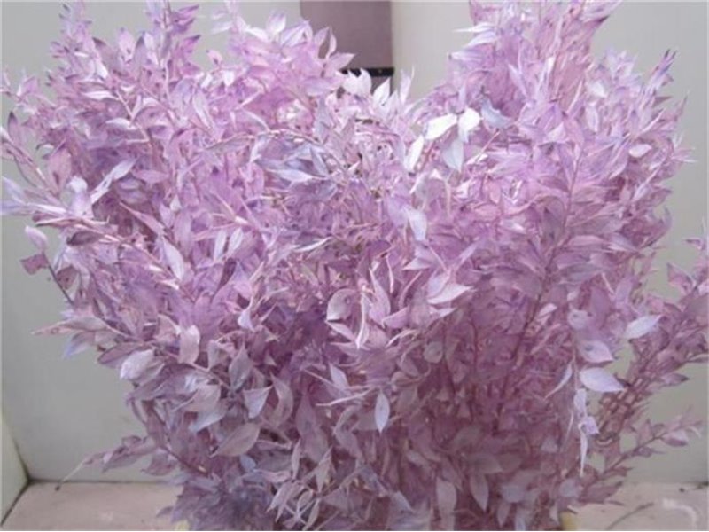 Ruskus A Bleached Milka c3711