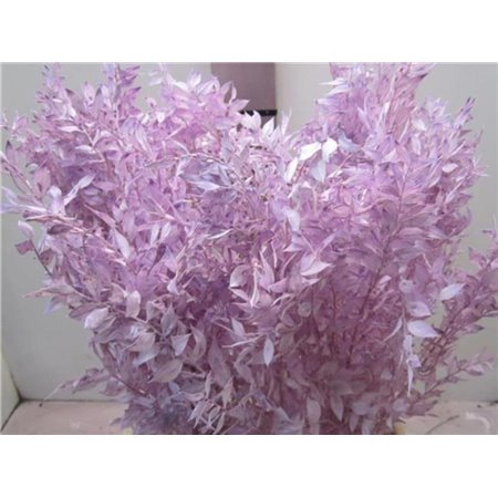 Ruskus A Bleached Milka c3711