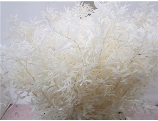 Ruskus A Bleached Natural c3715