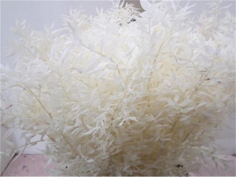 Ruskus A Bleached Natural c3715