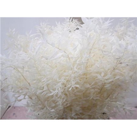 Ruskus A Bleached Natural c3715