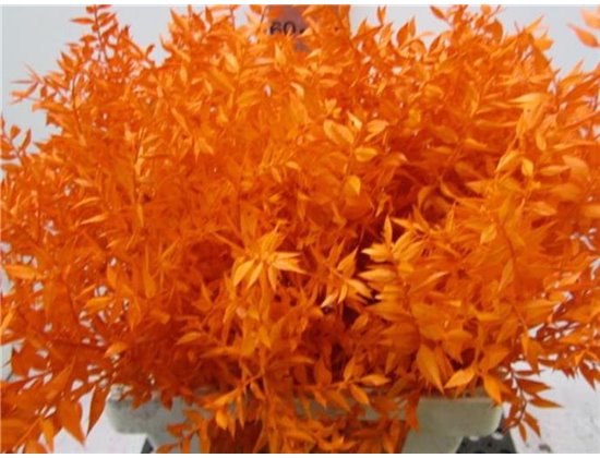 Ruskus A Bleached Orange c3717