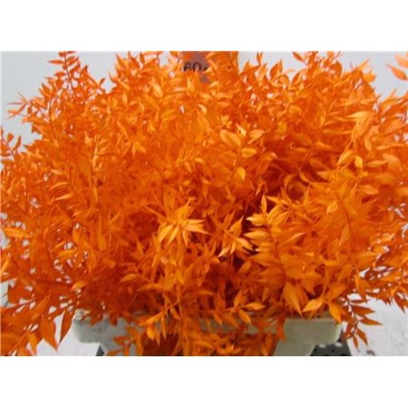 Ruskus A Bleached Orange c3718
