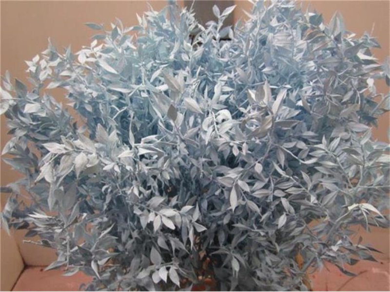 Ruskus A Bleached Pale Blue c3719