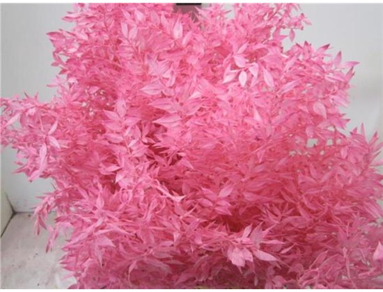 Ruskus A Bleached Pink c3722