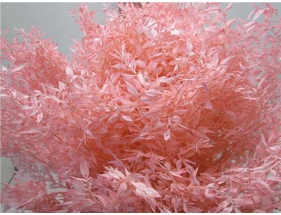 Ruskus A Bleached Rose c3725