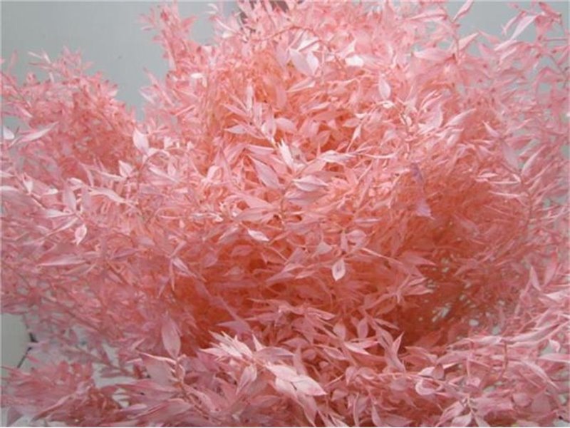 Ruskus A Bleached Rose c3725