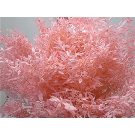 Ruskus A Bleached Rose c3726