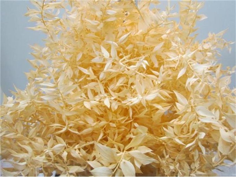 Ruskus A Bleached Salmon c3727