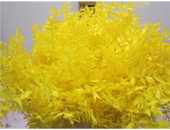 Ruskus A Bleached Yellow c3729