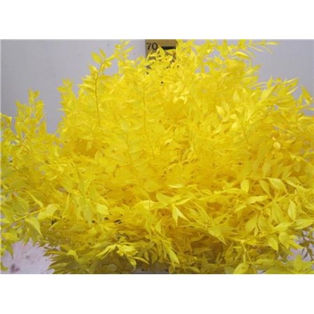 Ruskus A Bleached Yellow c3729