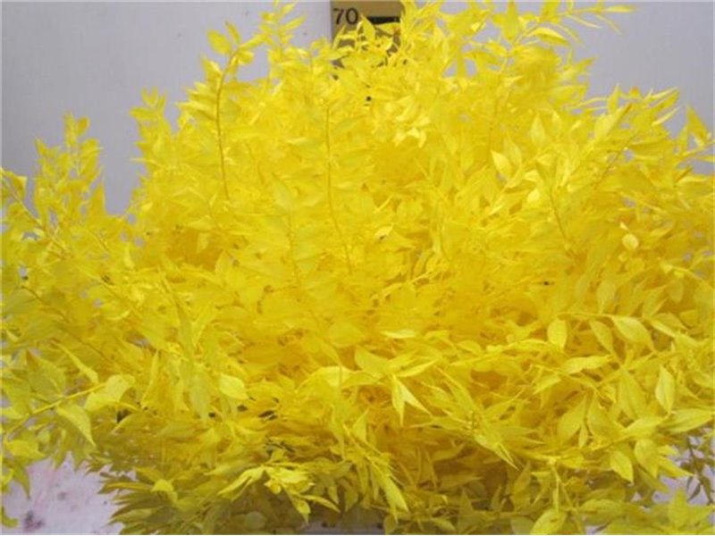 Ruskus A Bleached Yellow c3730