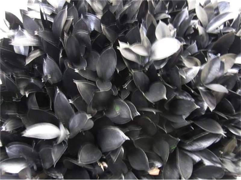 Ruskus G Black c3733