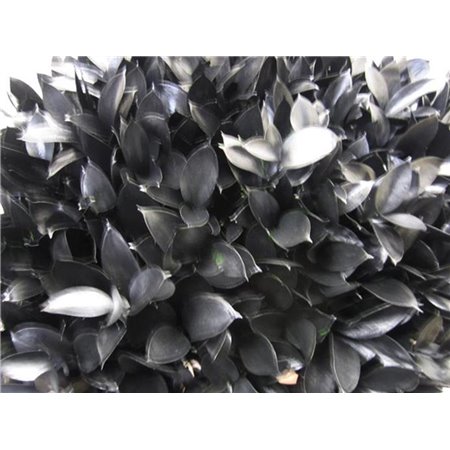 Ruskus G Black c3733