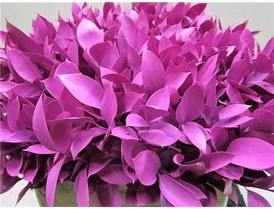 Ruskus G Cerise c3737