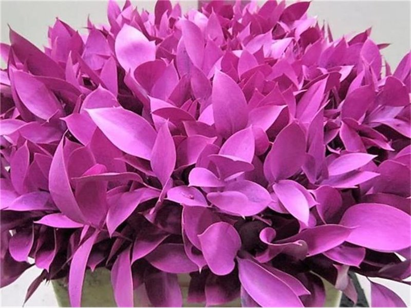 Ruskus G Cerise c3737