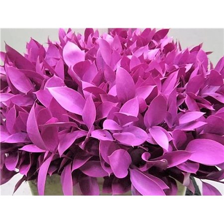 Ruskus G Cerise c3737