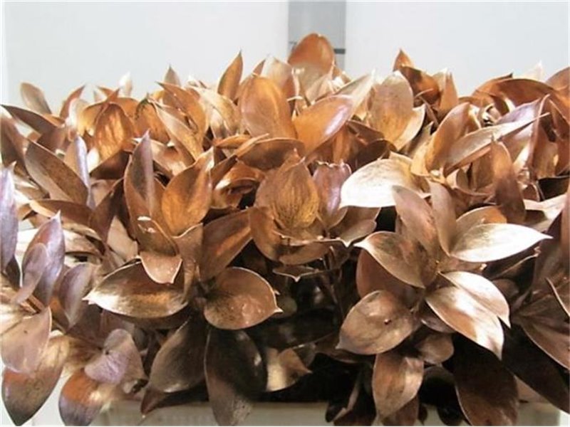 Ruskus G Copper c3739