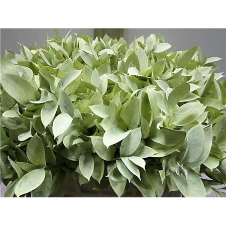 Ruskus G Creme c3741