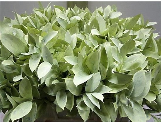 Ruskus G Creme c3742