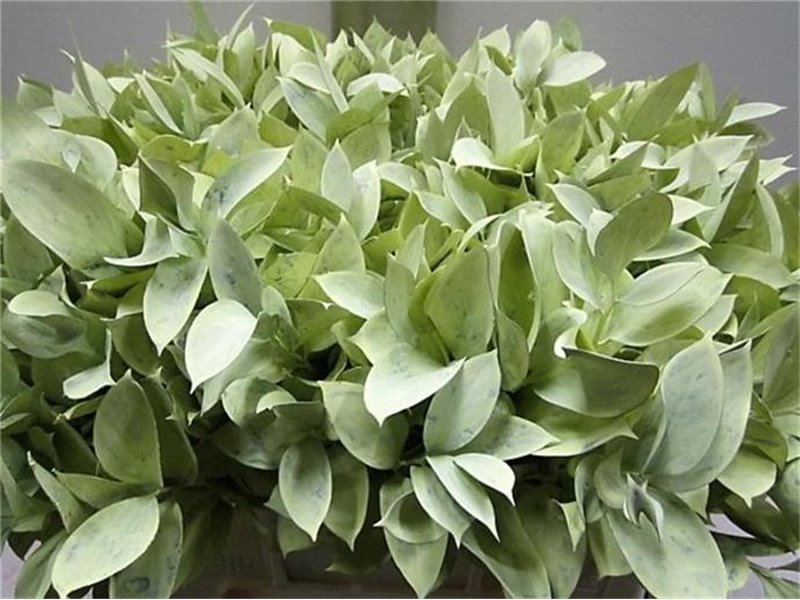 Ruskus G Creme c3742