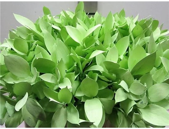 Ruskus G Light Green c3746