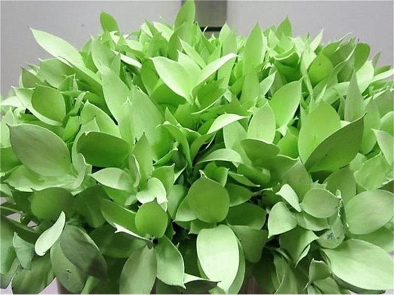 Ruskus G Light Green c3746