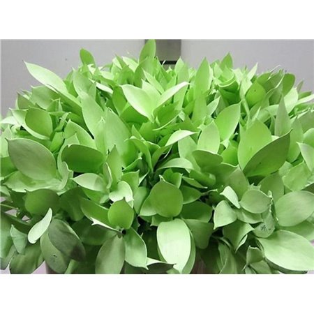 Ruskus G Light Green c3746