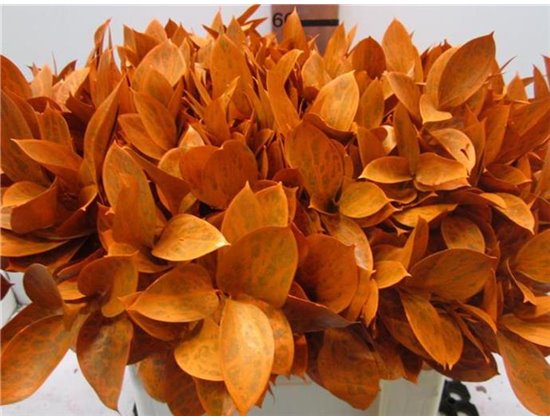 Ruskus G Orange c3748