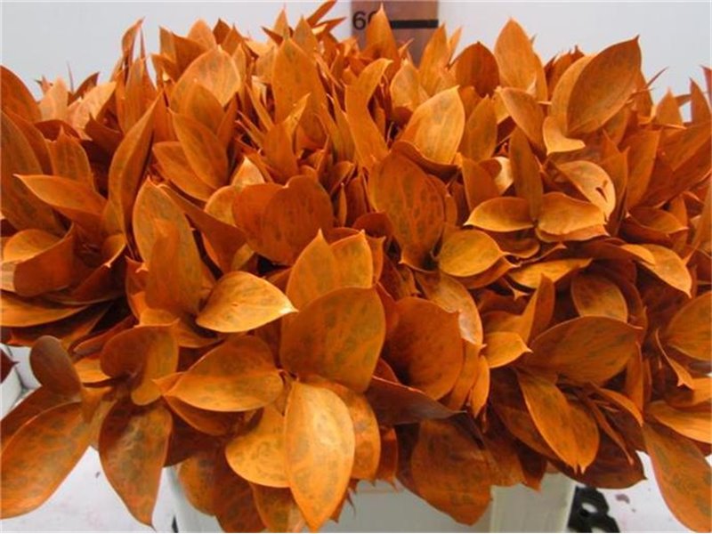 Ruskus G Orange c3748