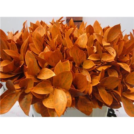 Ruskus G Orange c3748