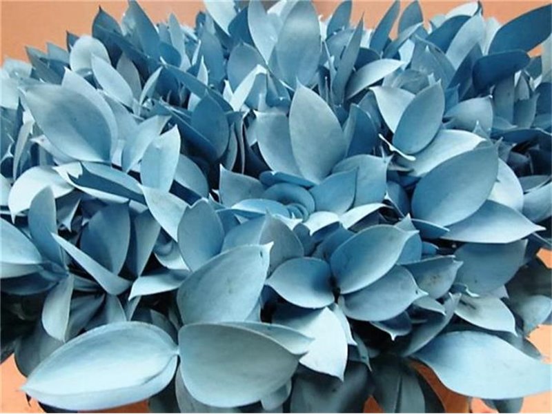 Ruskus G Pale Blue c3750