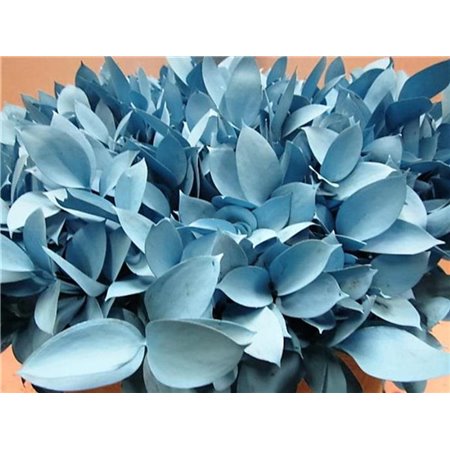 Ruskus G Pale Blue c3750