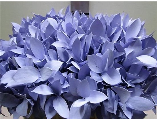 Ruskus G Pale Blue c3751