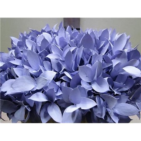 Ruskus G Pale Blue c3751