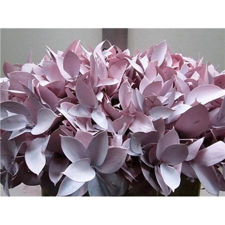 Ruskus G Pale Rose c3753