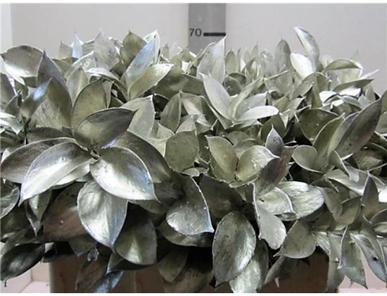 Ruskus G Platina c3755