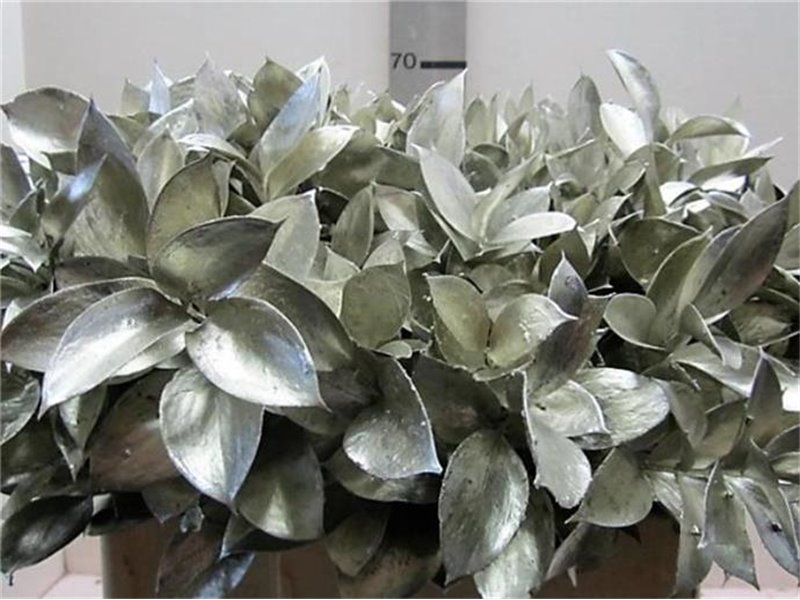 Ruskus G Platina c3756