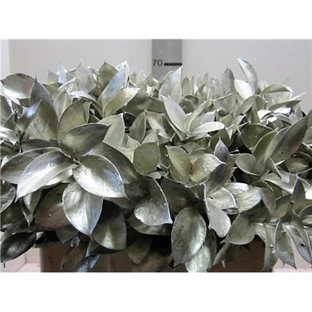 Ruskus G Platina c3756