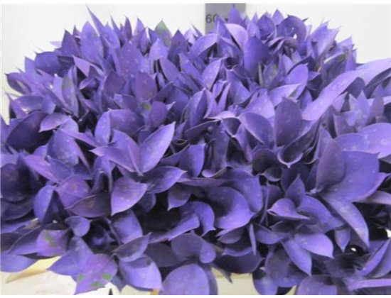 Ruskus G Purple c3757