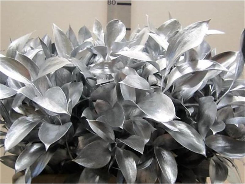 Ruskus G Silver c3765