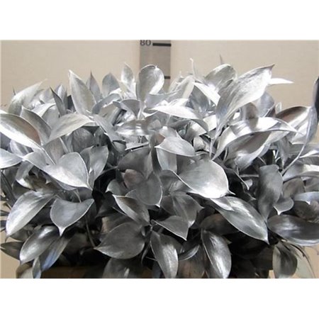 Ruskus G Silver c3766