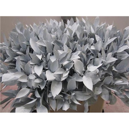 Ruskus G White c3767