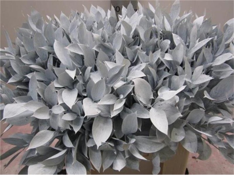 Ruskus G White c3768