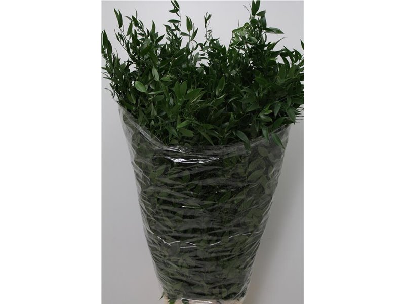 Ruskus Long 5 stem (p. bunch) c3772